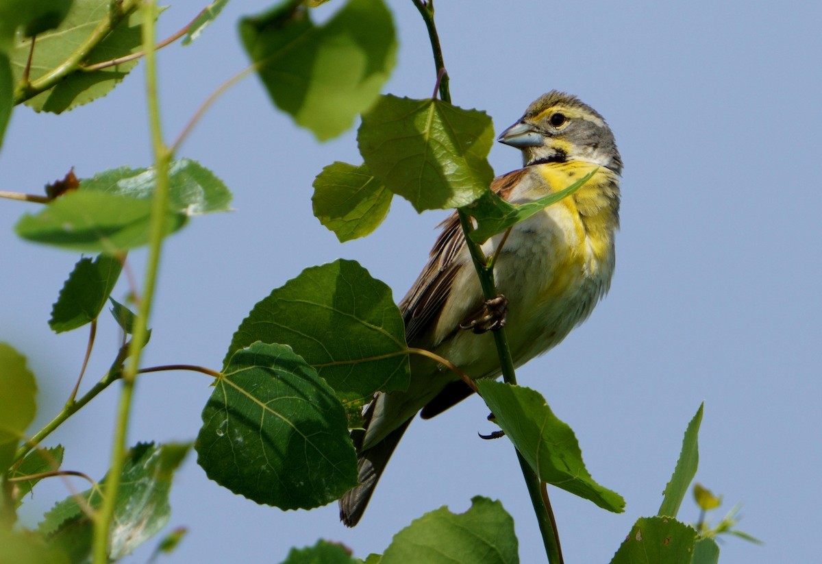 Dickcissel - ML458546111