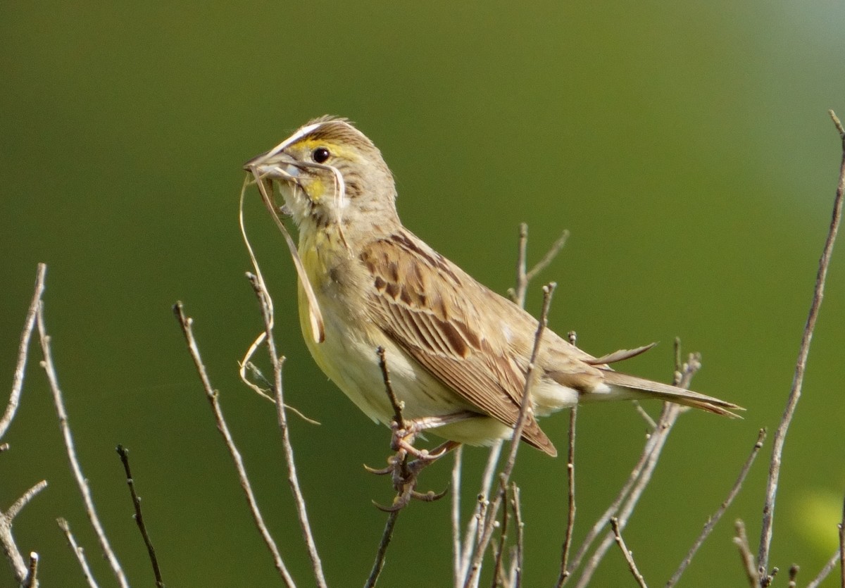 Dickcissel - ML458546141