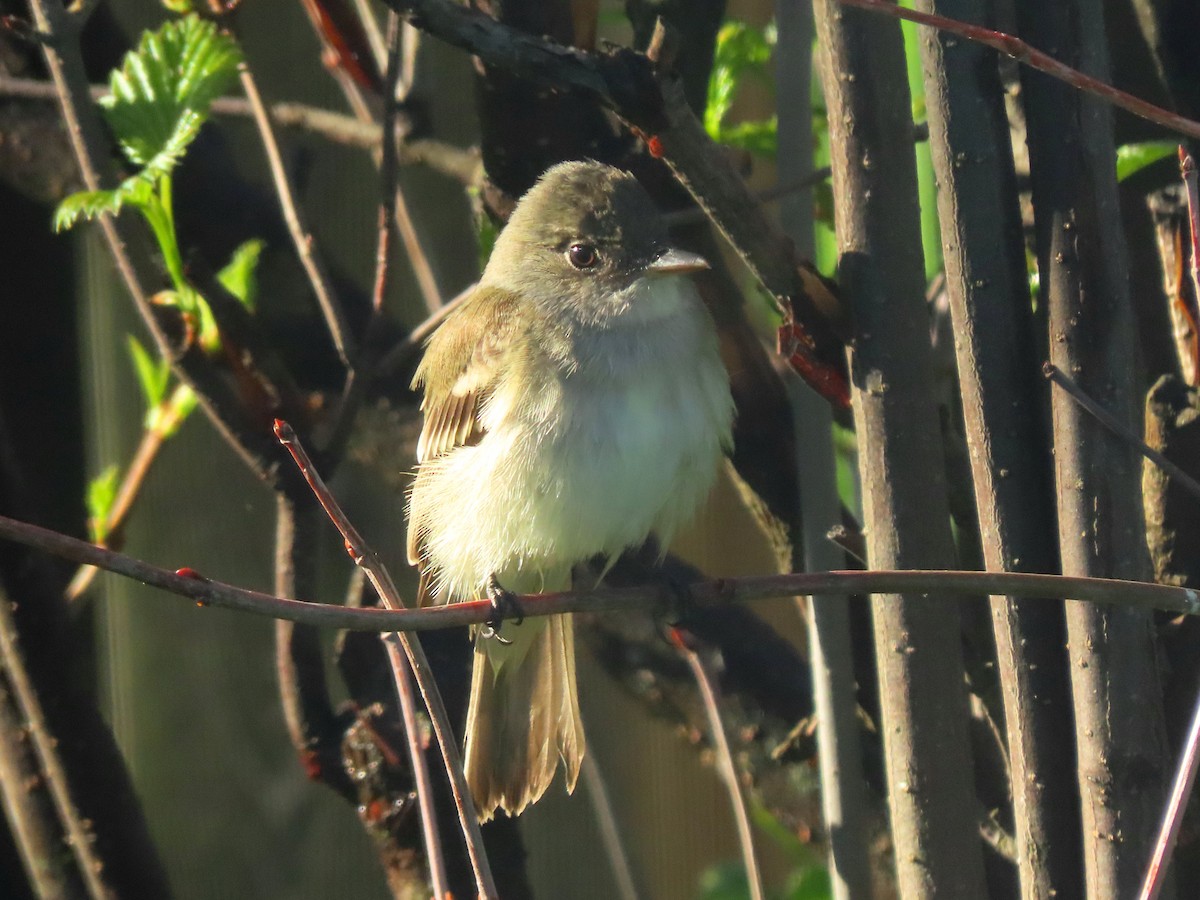 Alder Flycatcher - ML458546411