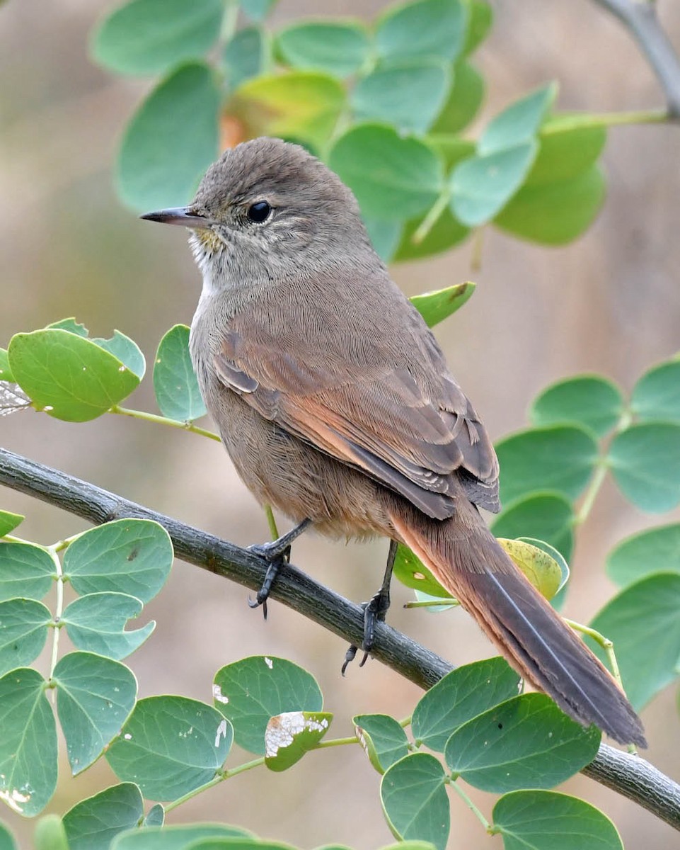 Sharp-billed Canastero - ML458547461