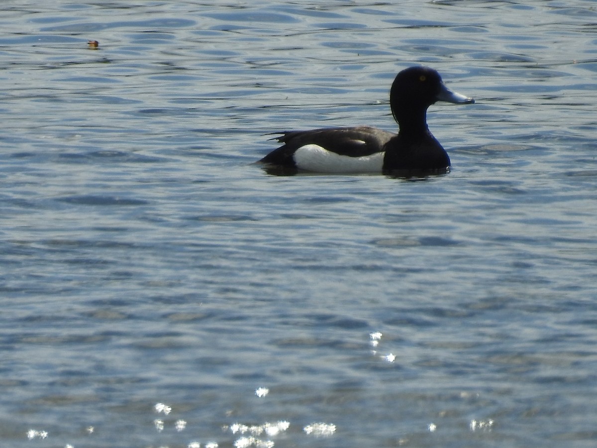 Tufted Duck - ML458548991