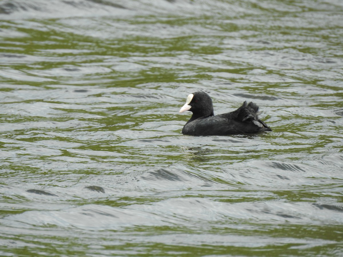 Eurasian Coot - ML458549171