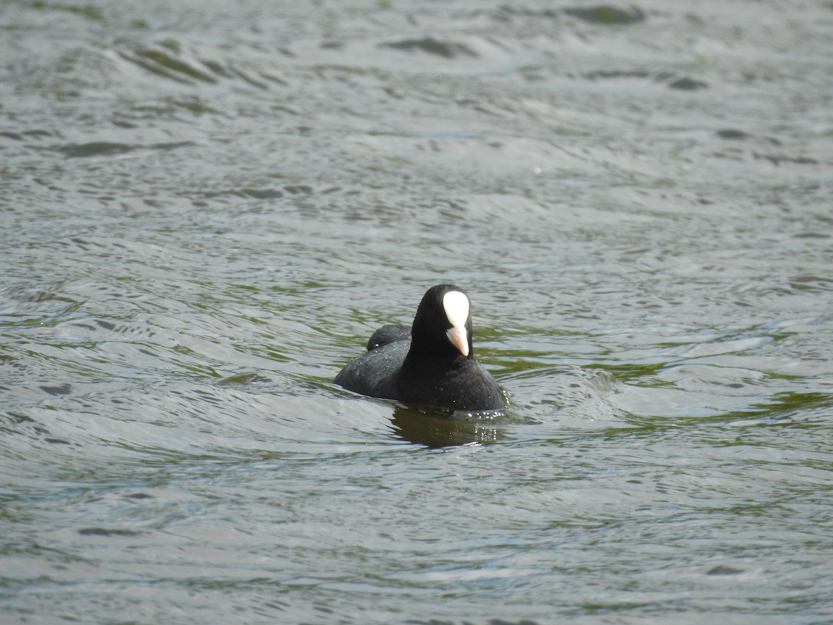 Eurasian Coot - ML458549181