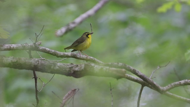 Paruline du Kentucky - ML458549911