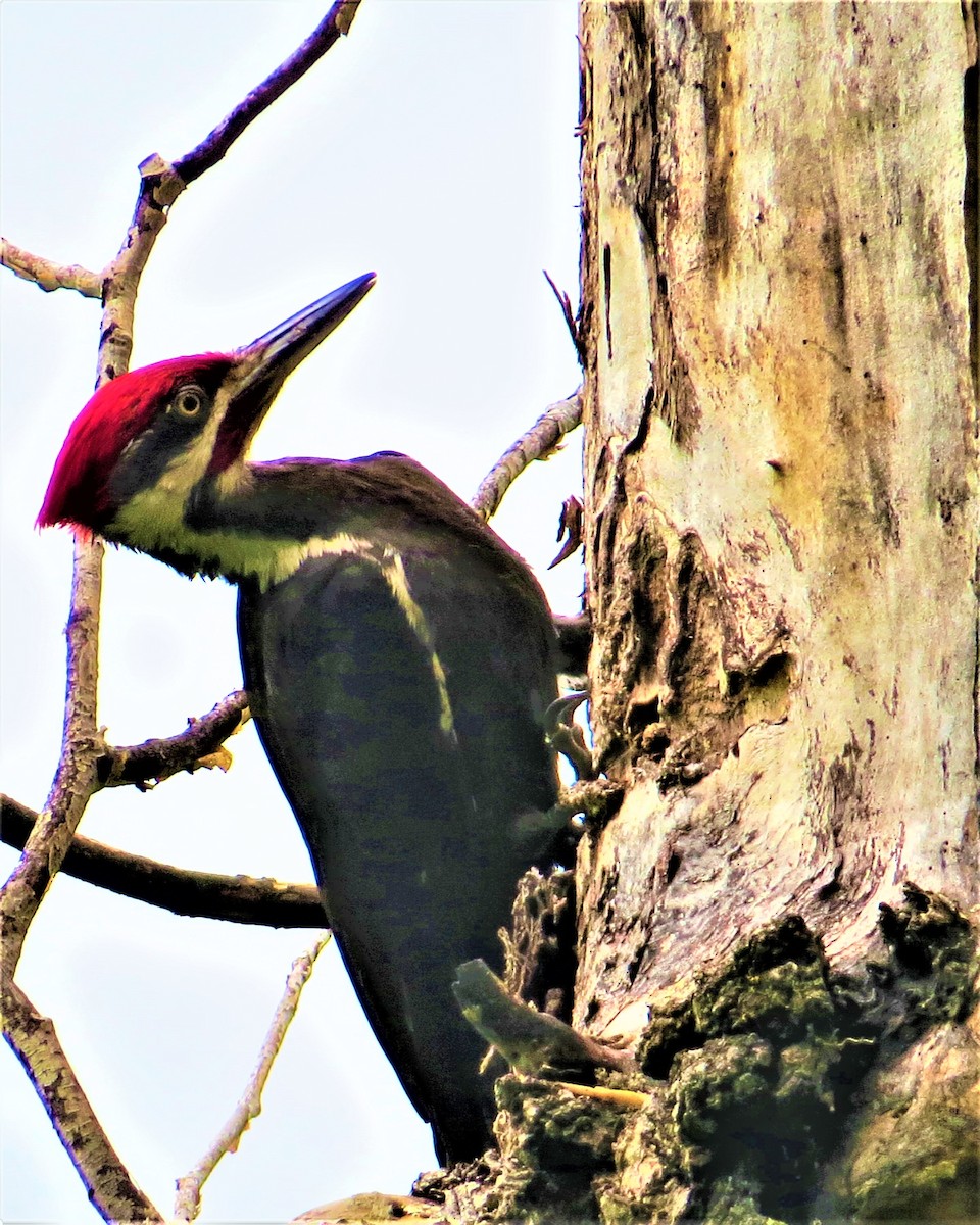 Pileated Woodpecker - ML458551471