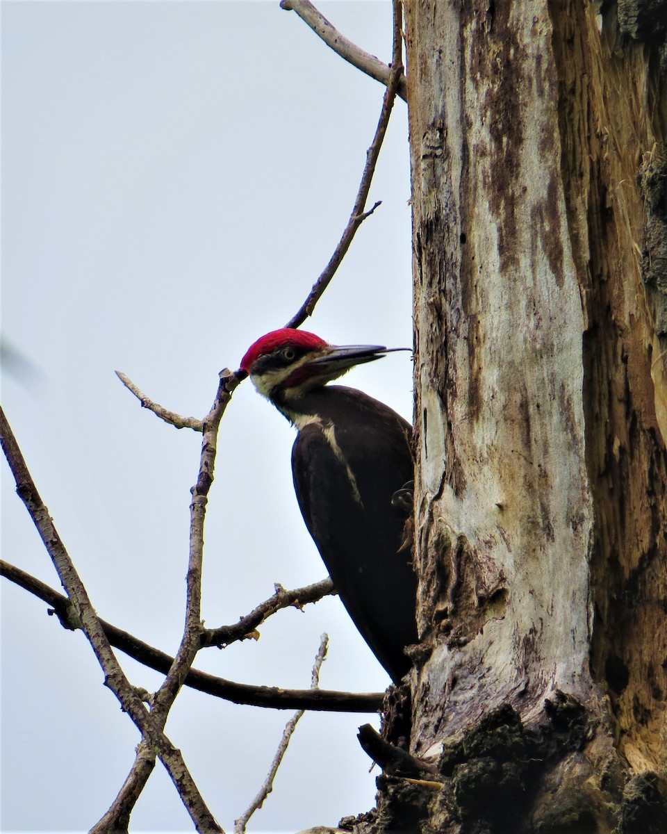Pileated Woodpecker - ML458551511