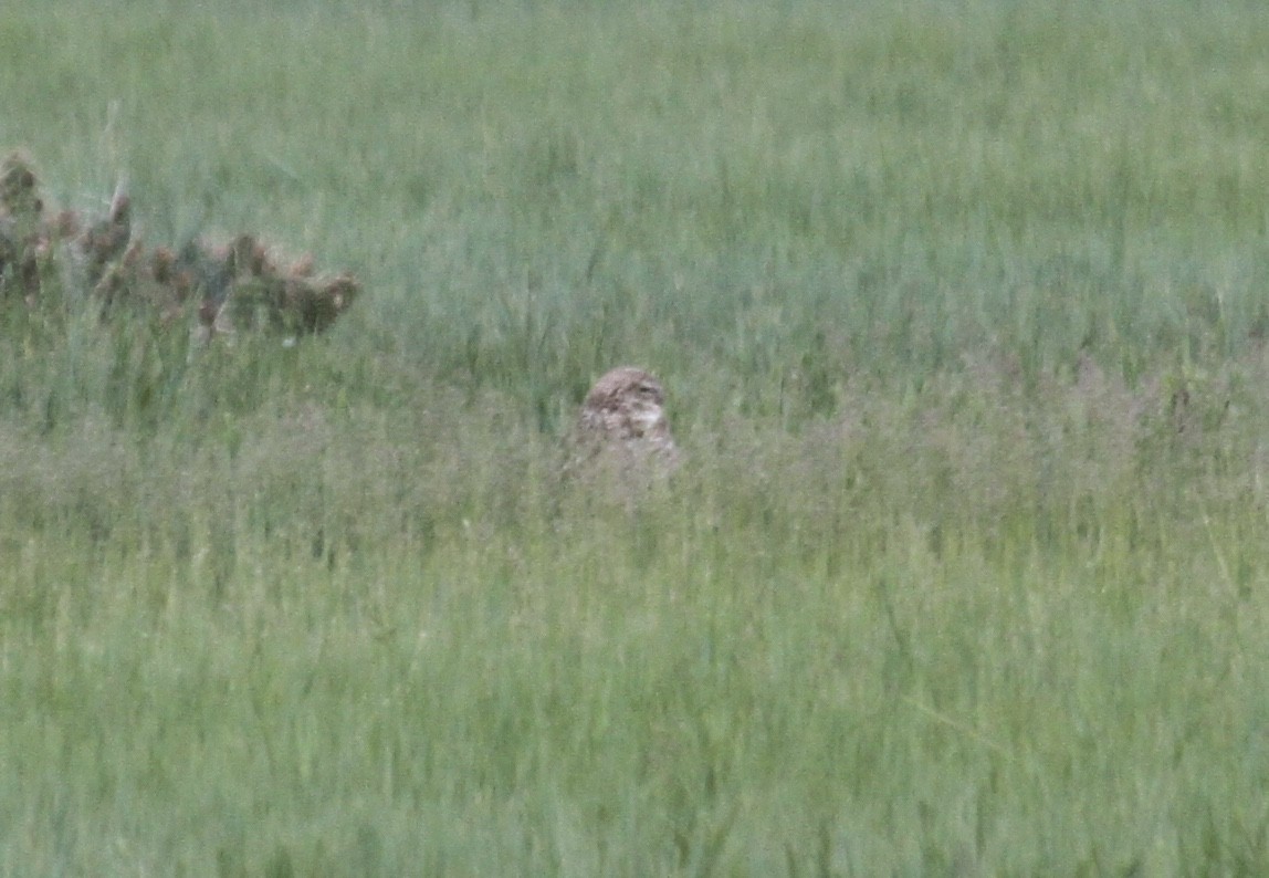 Burrowing Owl (Western) - ML458552211