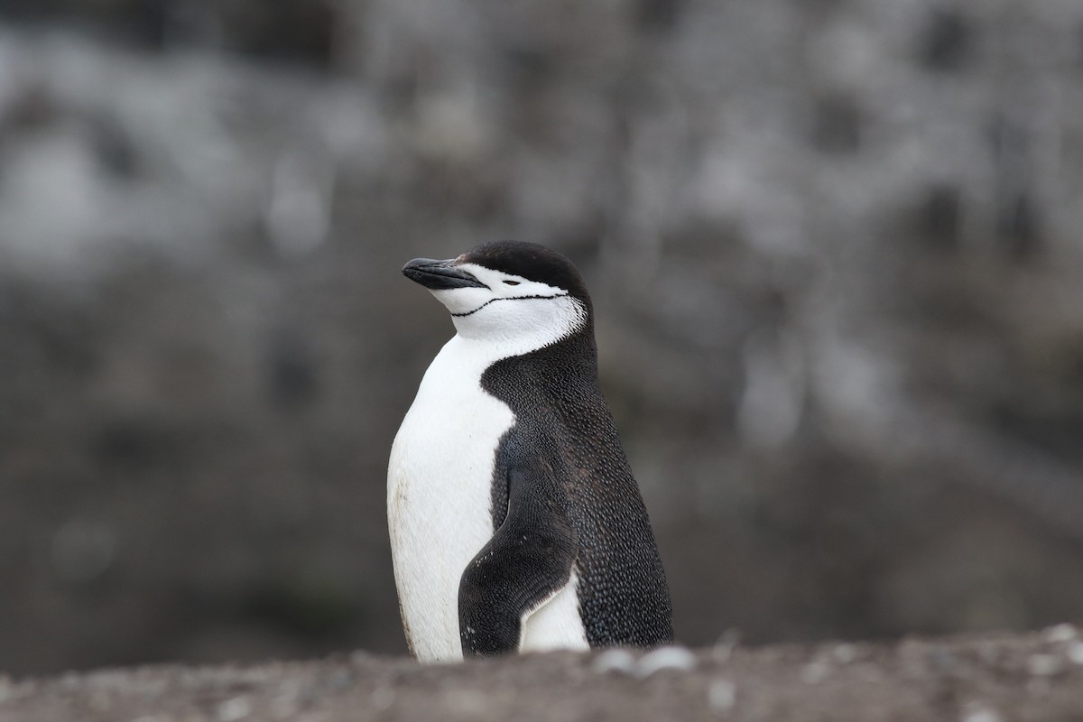 Антарктический пингвин - ML458553181