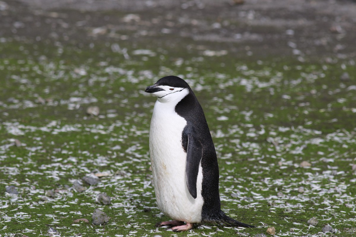 Антарктический пингвин - ML458553511
