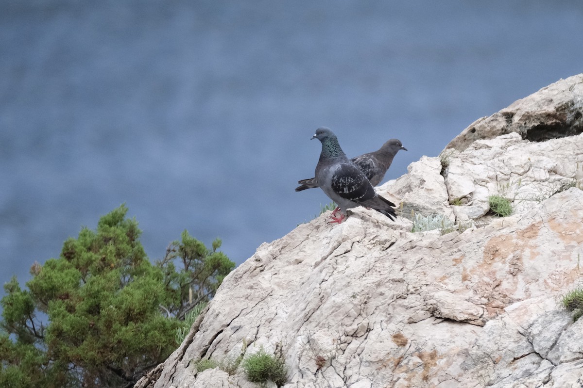 Rock Pigeon - ML458554191