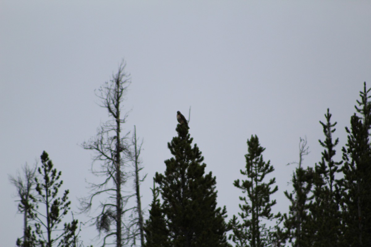 Red-tailed Hawk - ML45855441