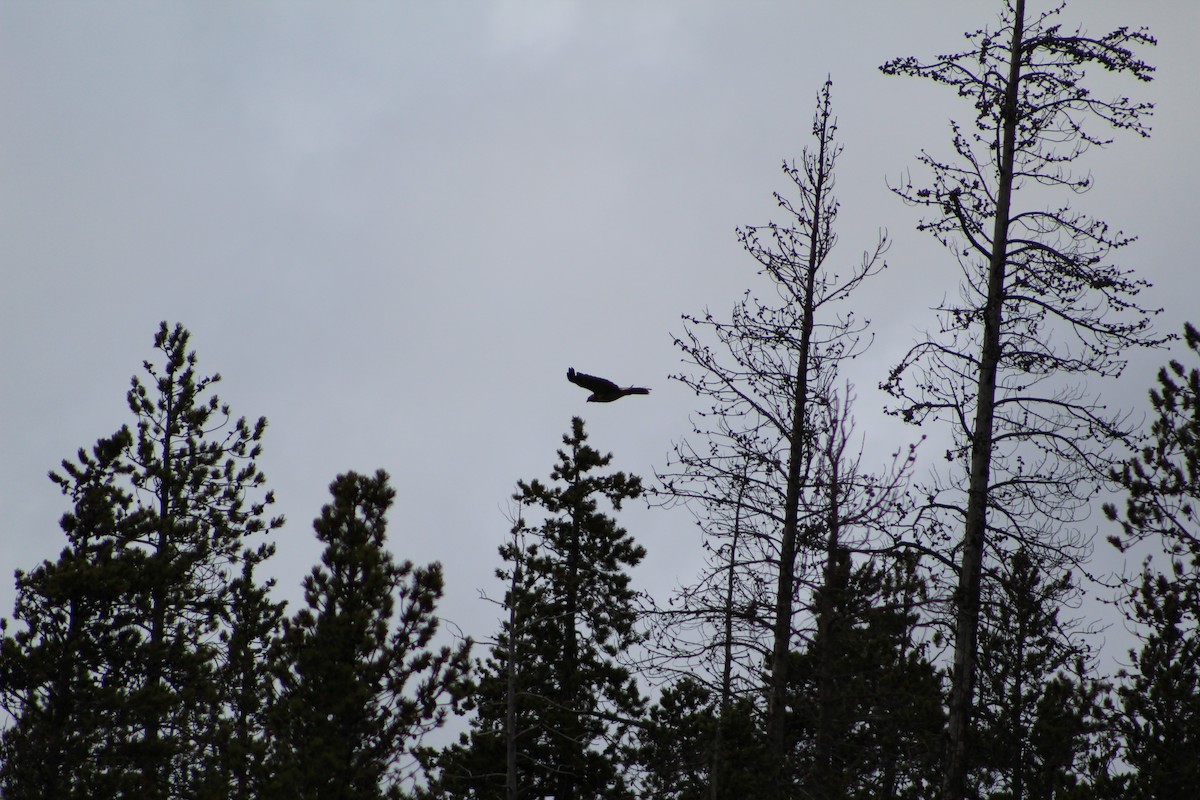 Red-tailed Hawk - ML45855551