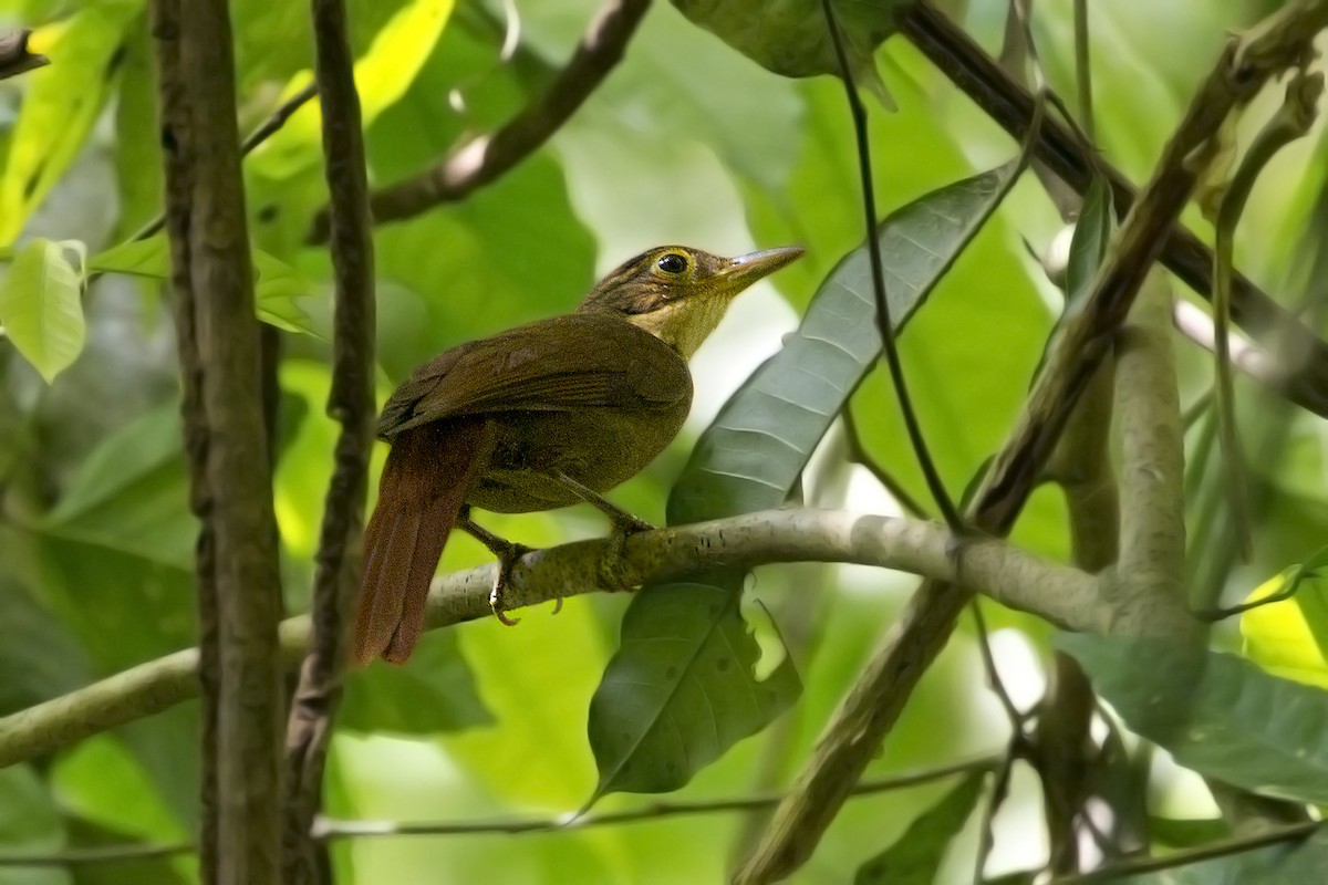 Chiriqui Foliage-gleaner - Charley Hesse