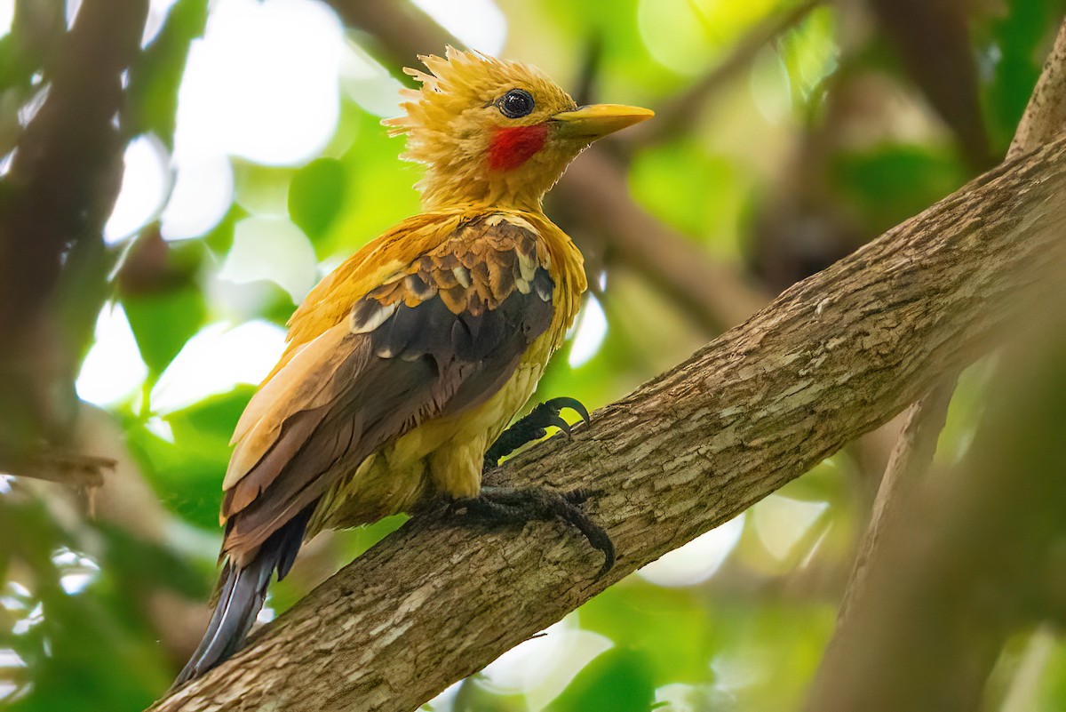 Cream-colored Woodpecker - Jaap Velden