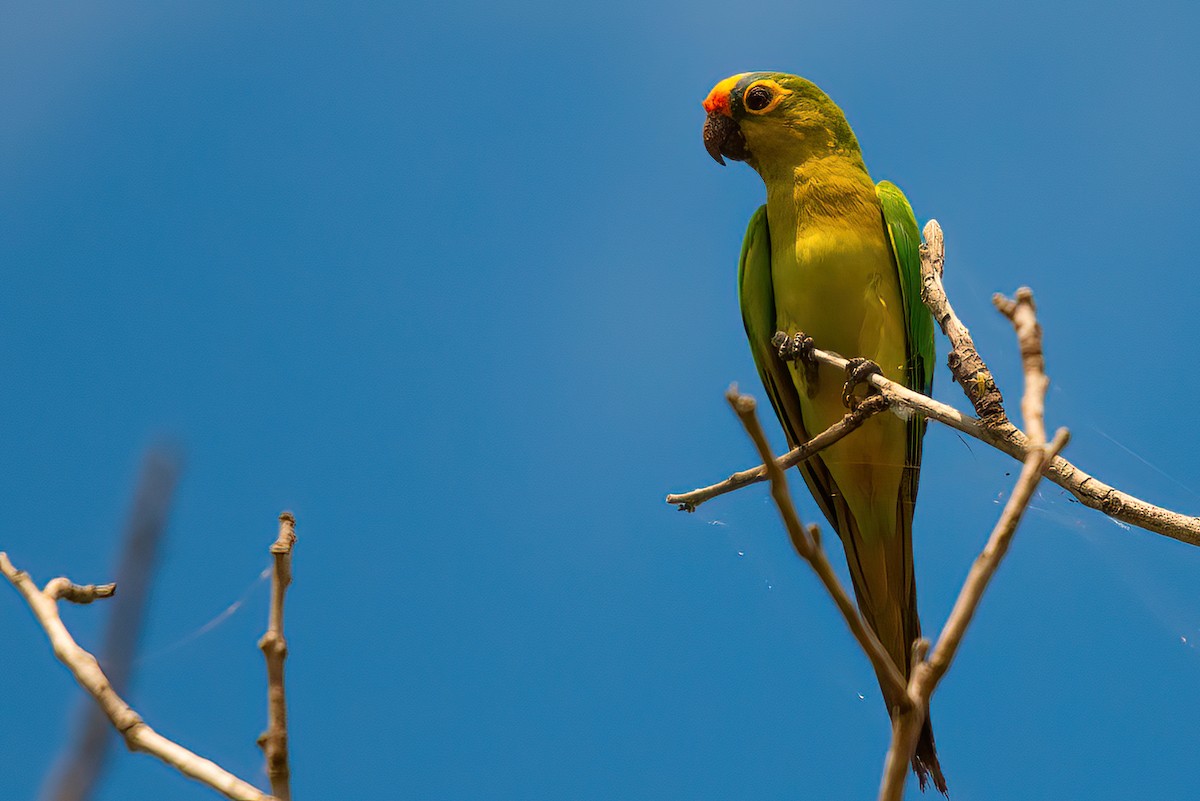 Peach-fronted Parakeet - ML458560491