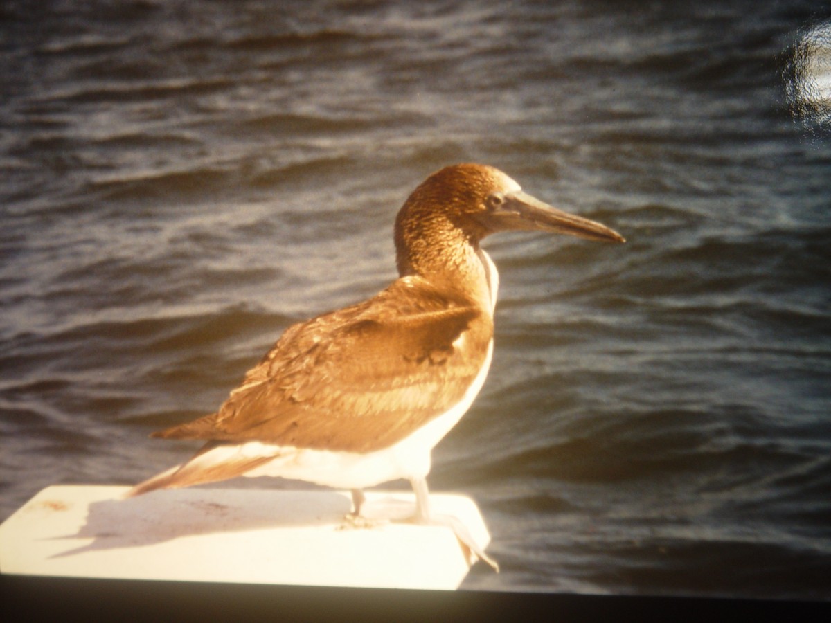 Blue-footed Booby - ML45856071