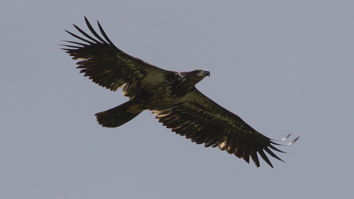 Bald Eagle - James Zuelow