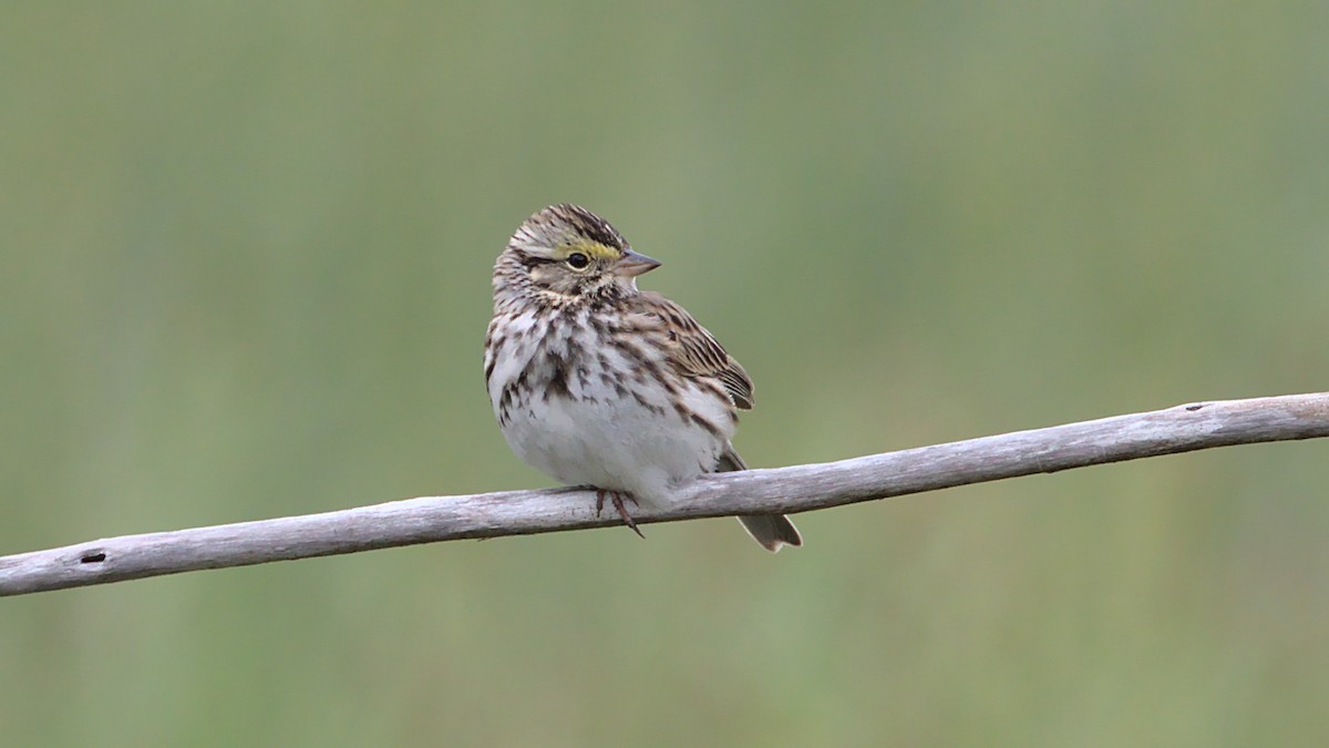 Savannah Sparrow - James Zuelow