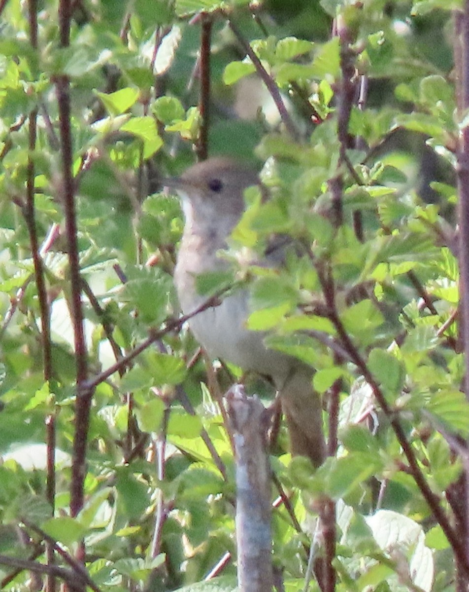 Thrush Nightingale - ML458561221