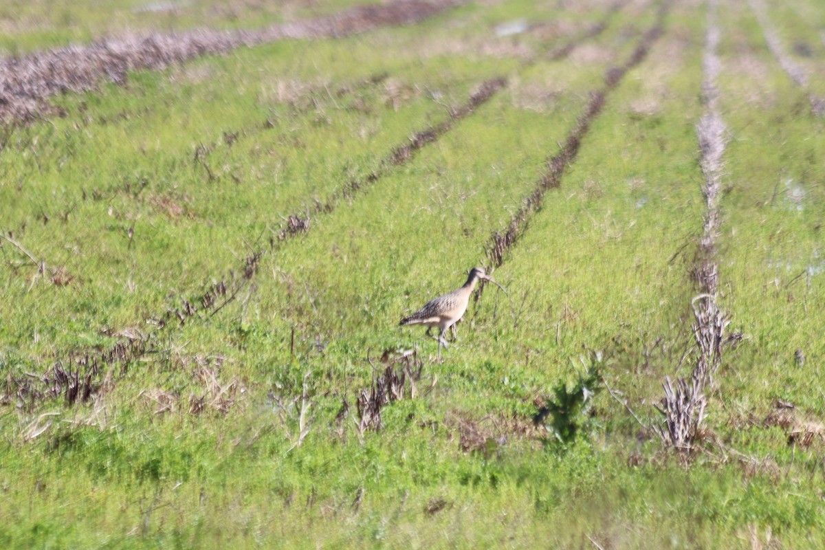 Long-billed Curlew - ML458561701