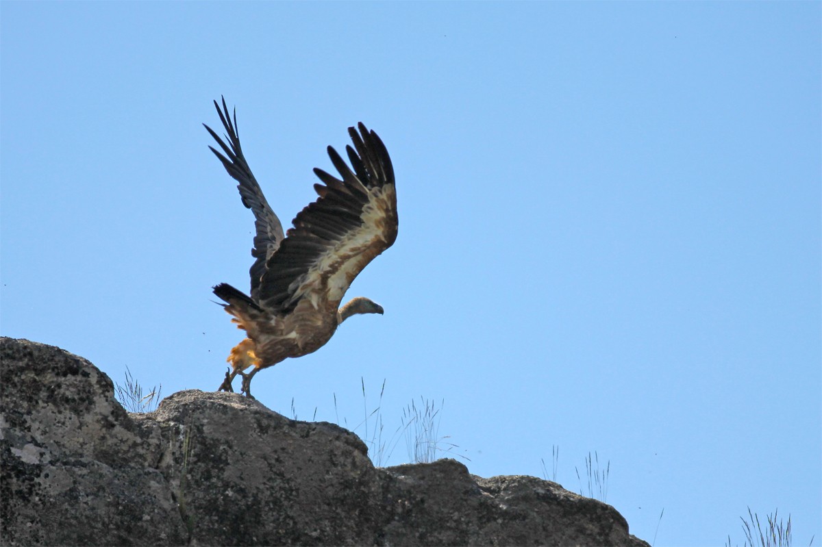 Eurasian Griffon - ML458561731