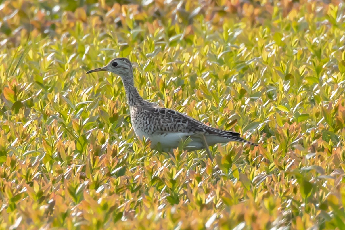 Upland Sandpiper - ML458563271