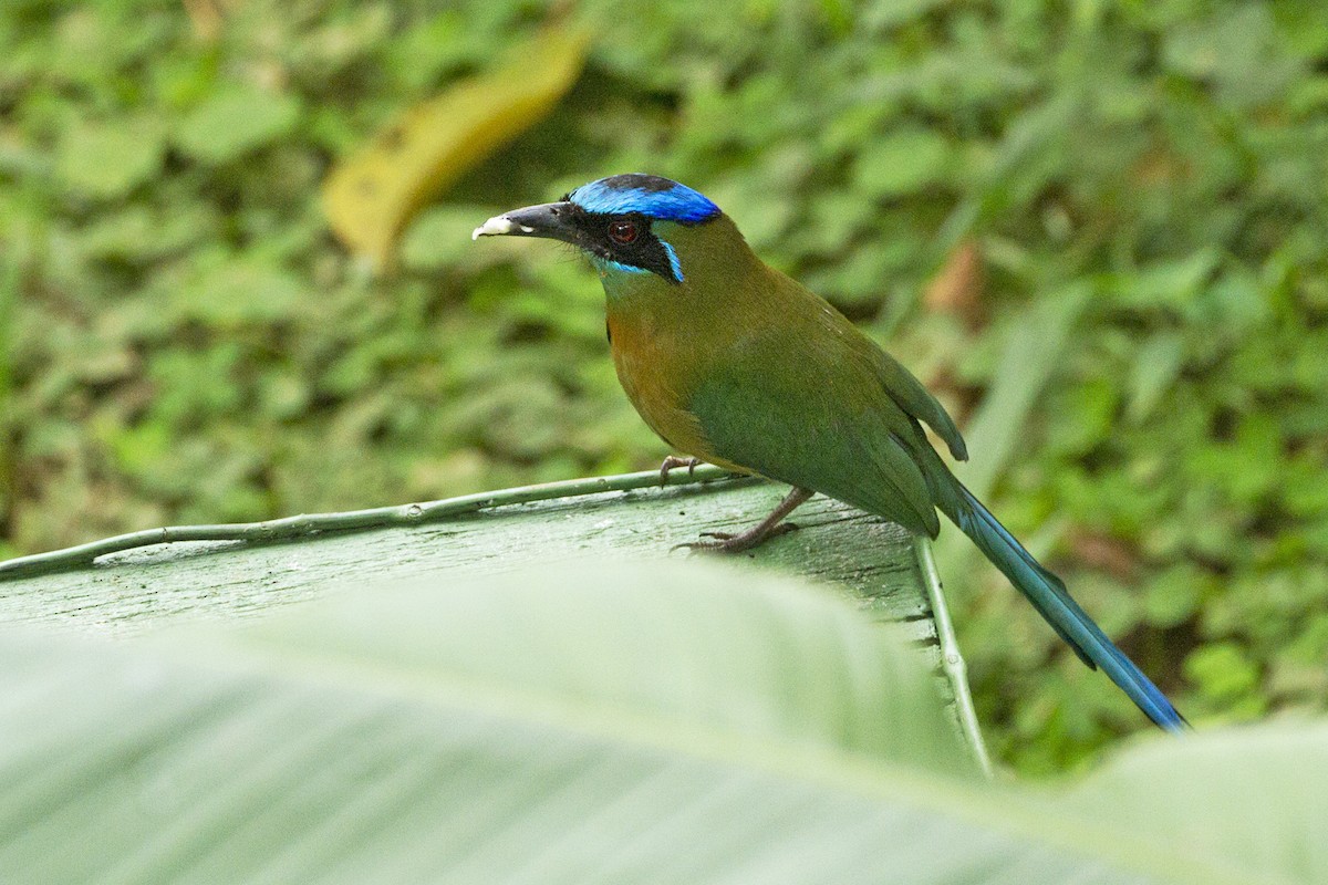 Diademmotmot - ML45856361