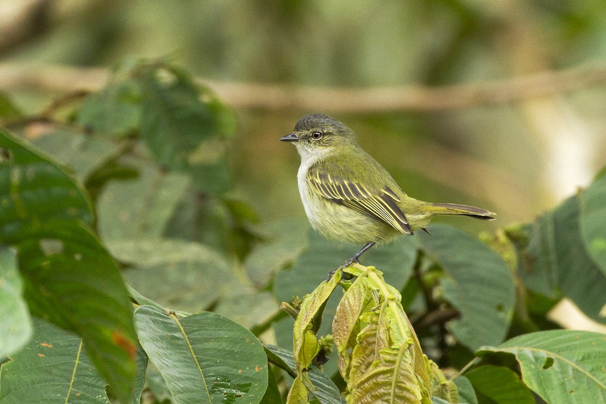 Mistletoe Tyrannulet - ML45856371