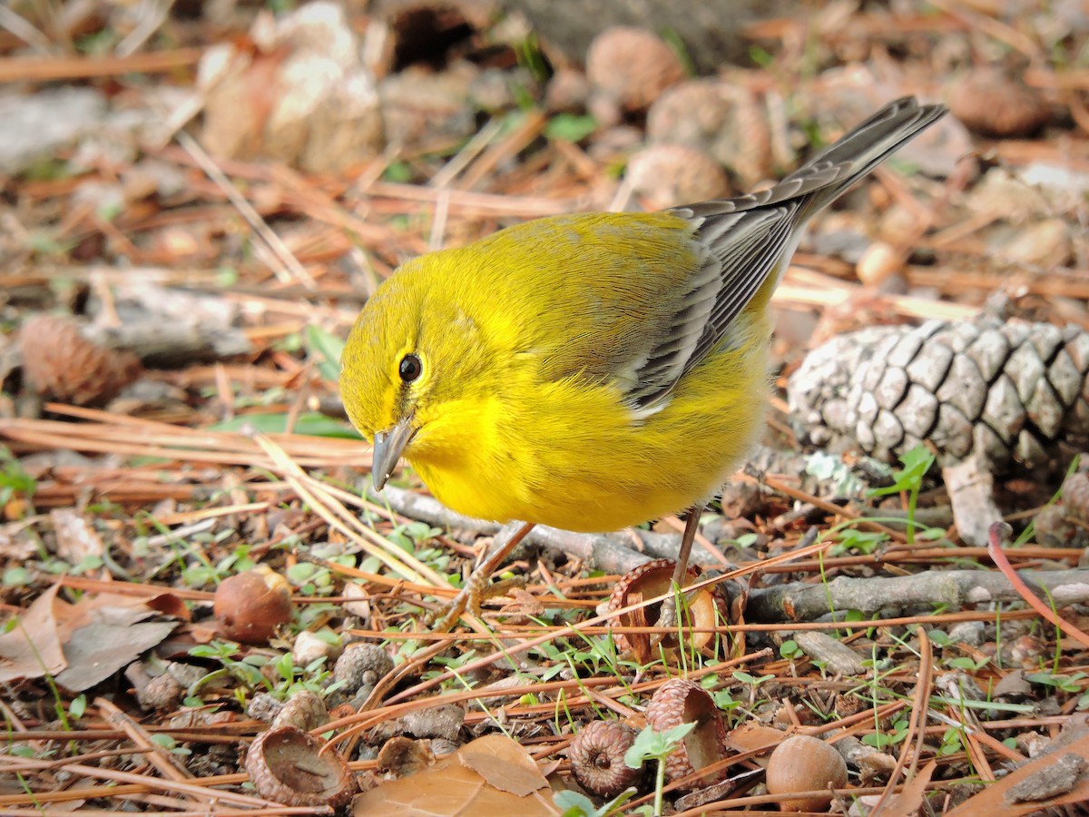 Pine Warbler - ML45856381