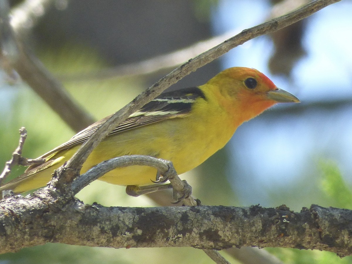Western Tanager - ML458563981