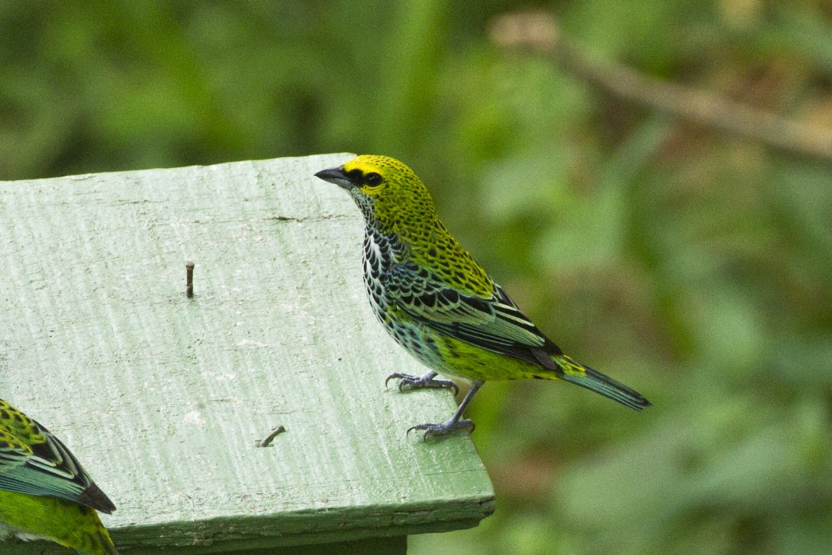 Speckled Tanager - Charley Hesse TROPICAL BIRDING