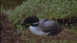  - Common Loon