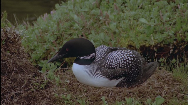 Common Loon - ML458568