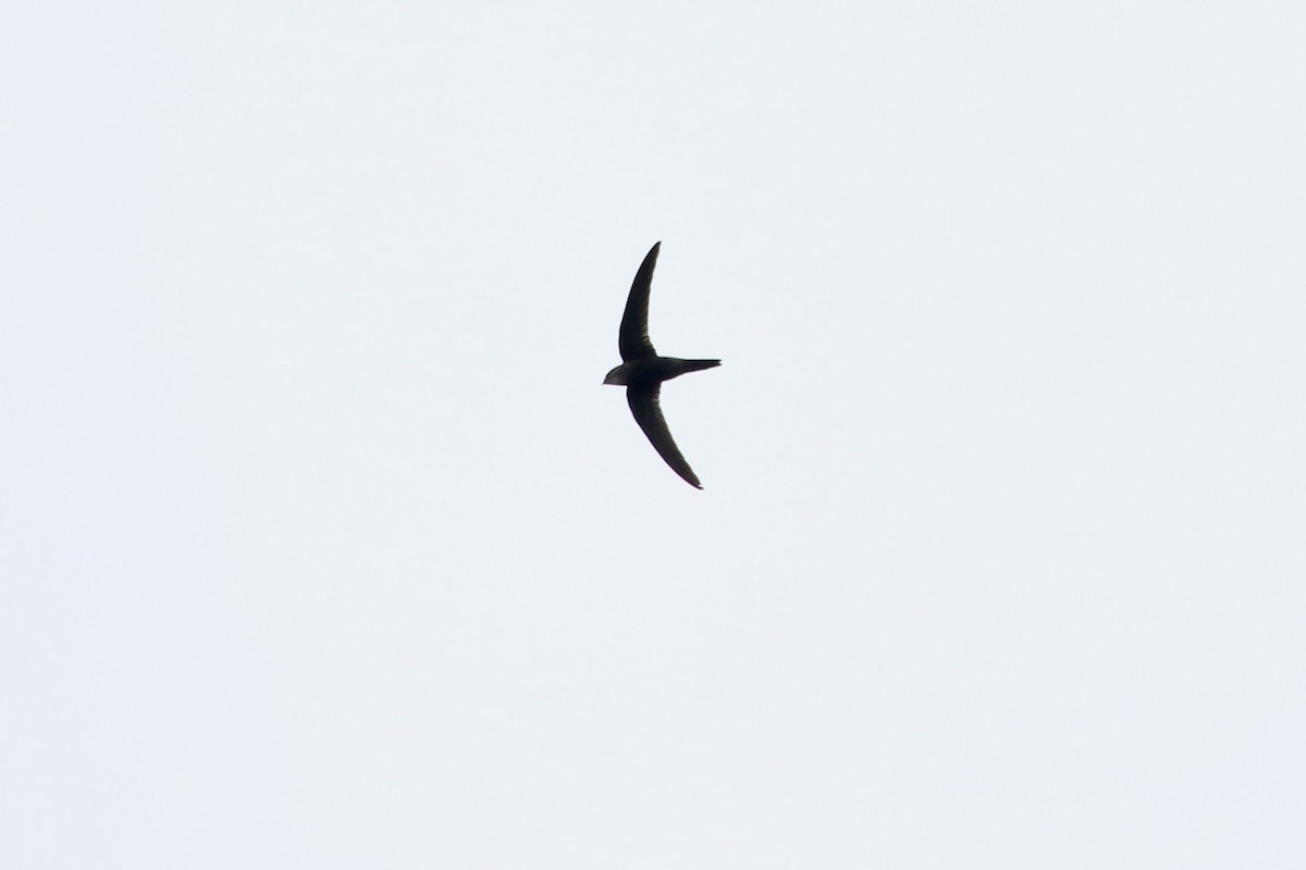 Pacific Swift - ML458568731