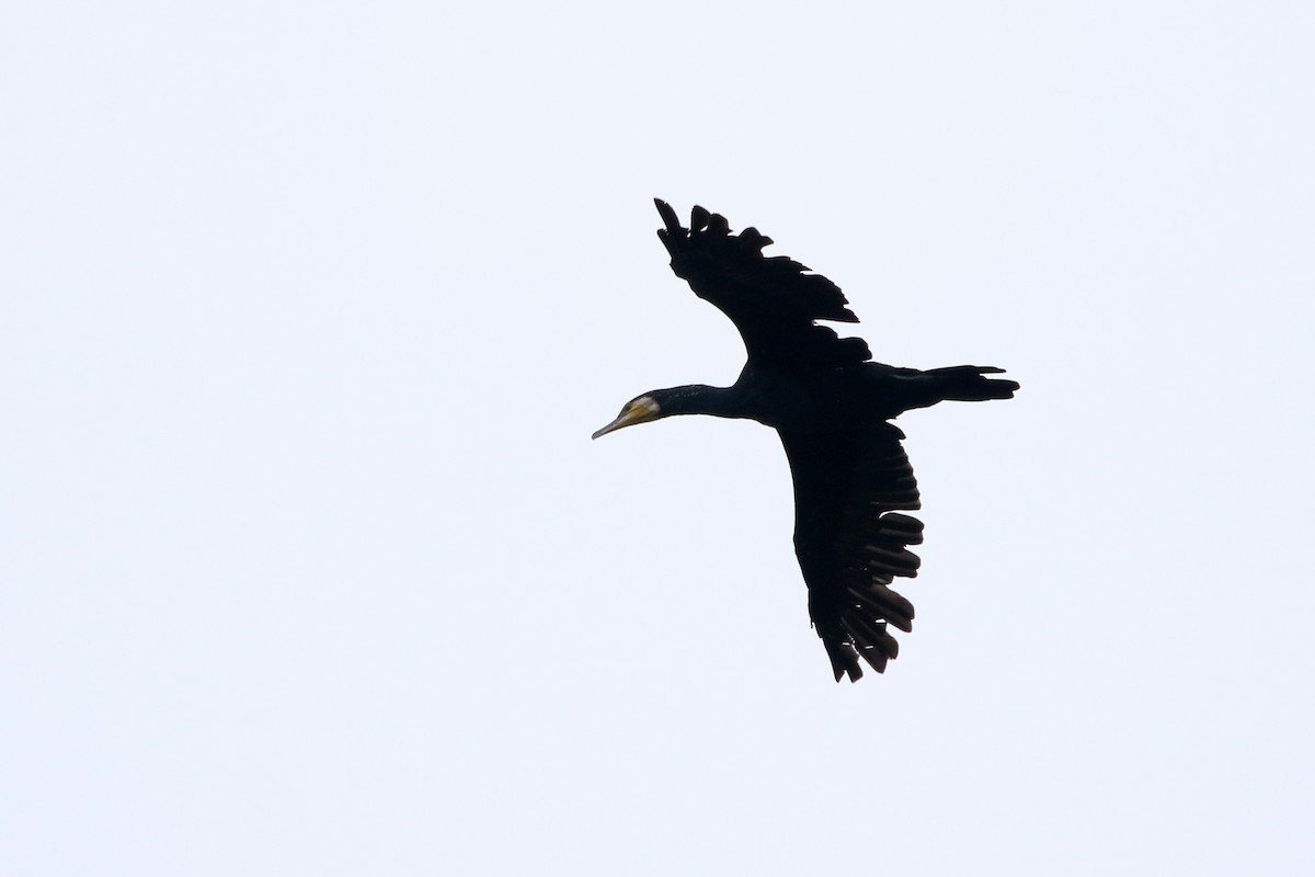 Great Cormorant - ML458568811