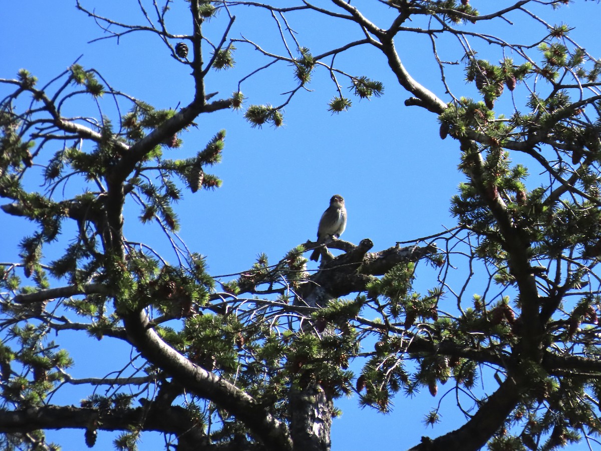 Olive-sided Flycatcher - ML458569071