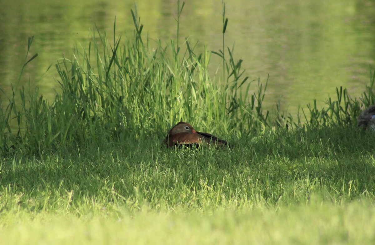 Black-bellied Whistling-Duck - ML458569241