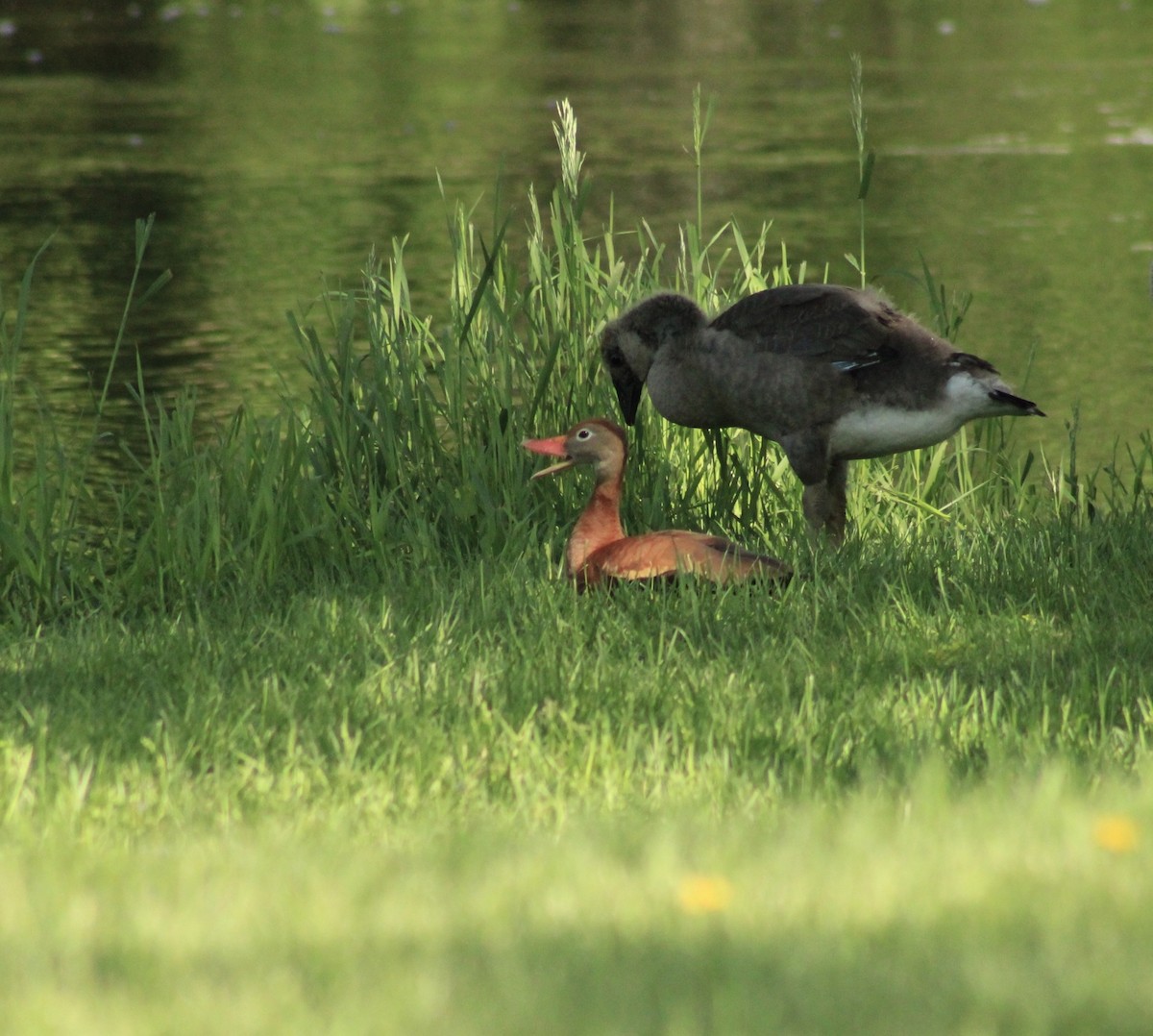 Black-bellied Whistling-Duck - ML458569271