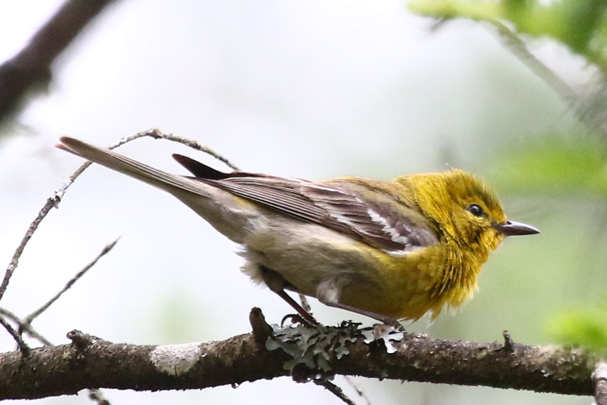 Сосновая древесница - ML458569601