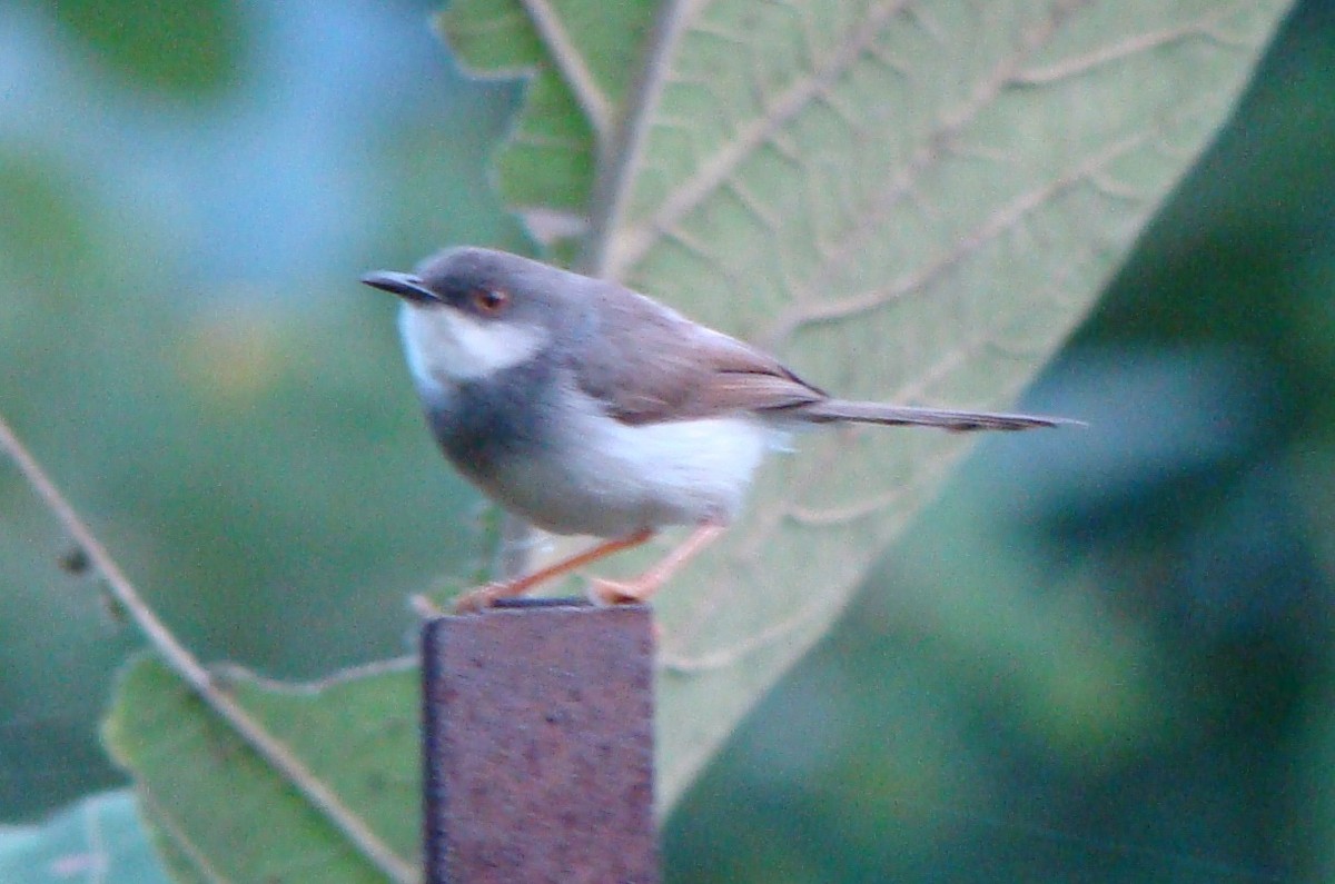 Gray-breasted Prinia - ML45856981