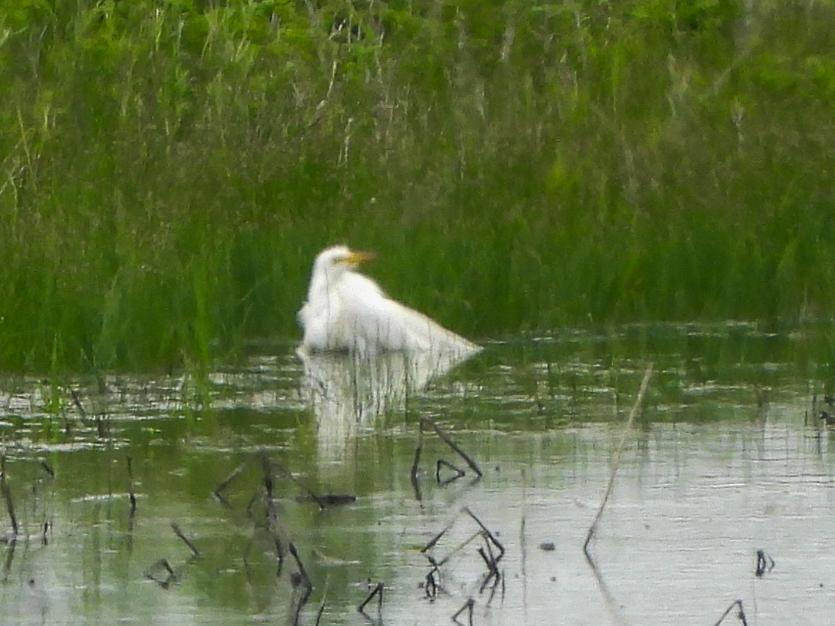 Great Egret - ML458569891