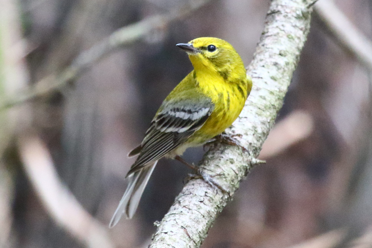 Сосновая древесница - ML458569931