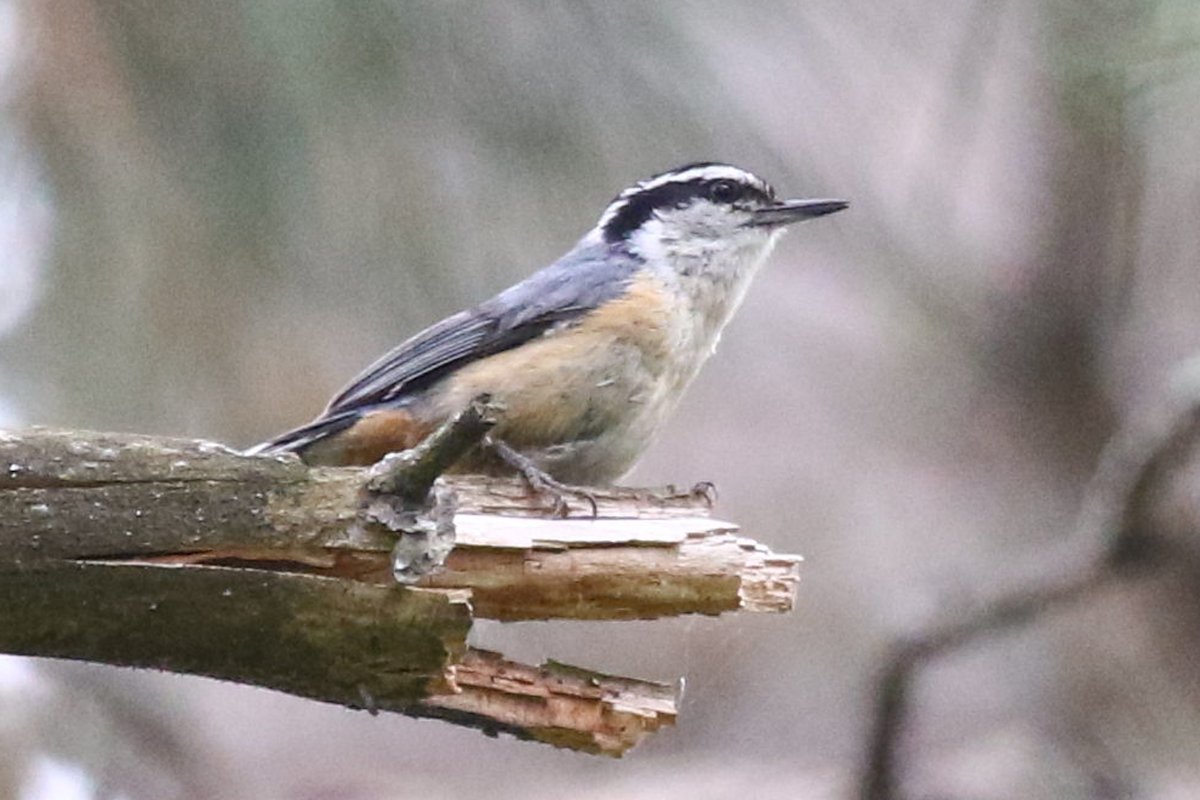 Канадский поползень - ML458569941