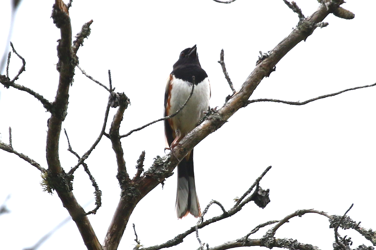 Красноглазый тохи - ML458569991