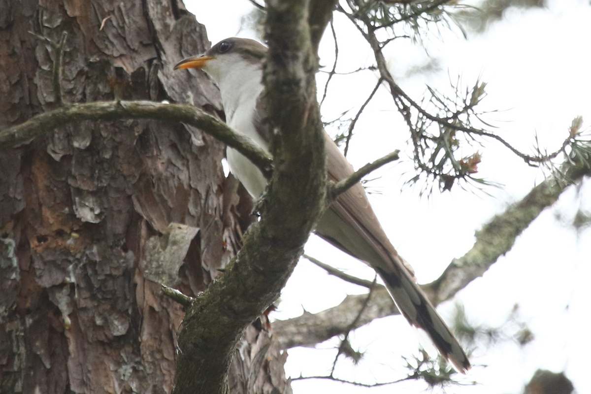 Желтоклювая пиайя - ML458570211