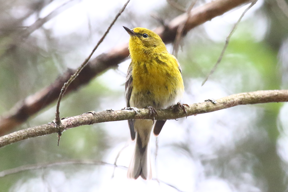Сосновая древесница - ML458570221