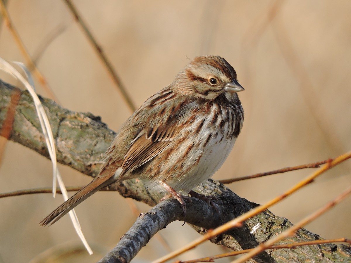 Song Sparrow - ML45857051