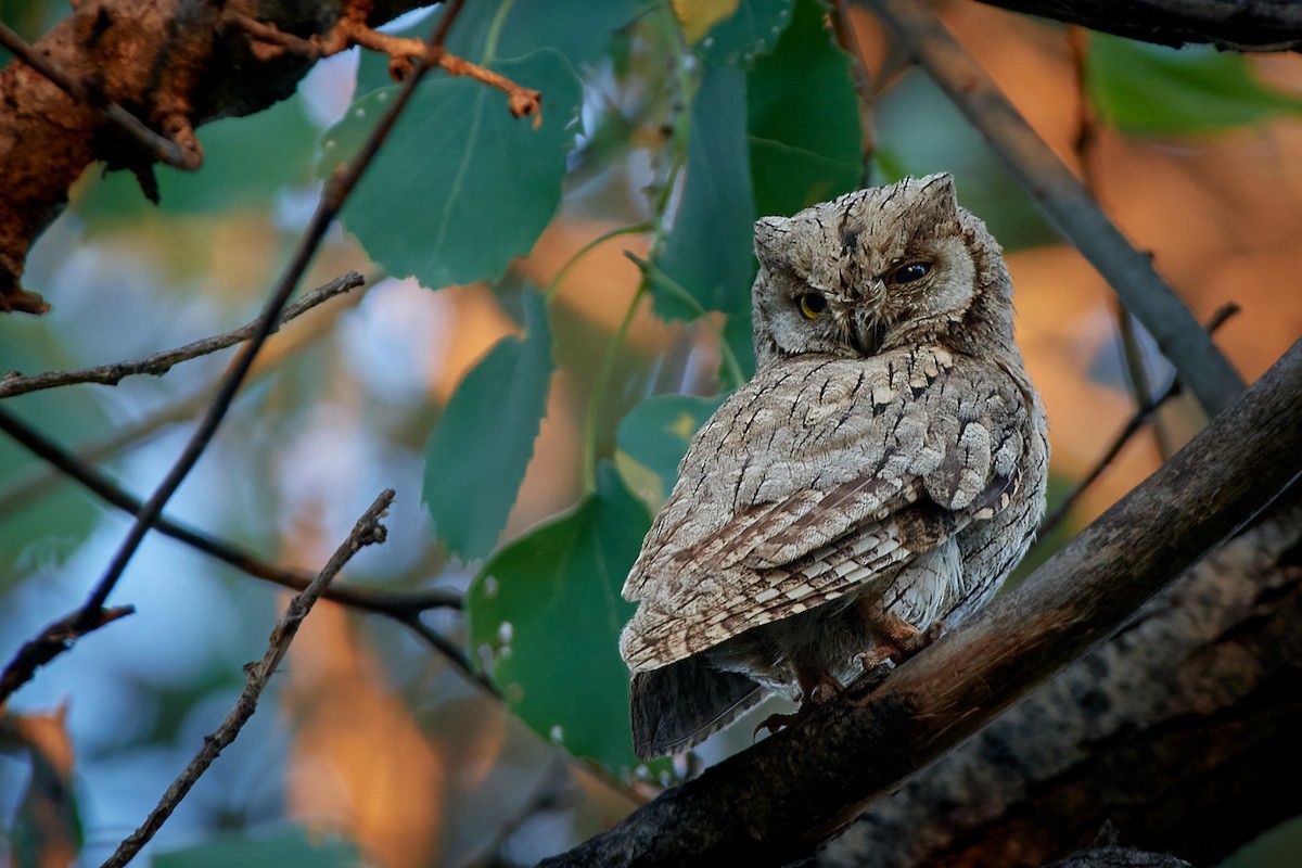 Pallid Scops-Owl - ML458570601