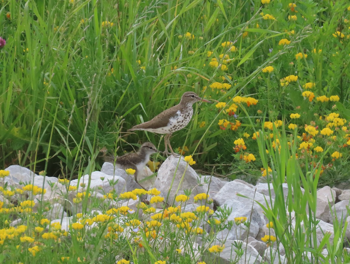 Spotted Sandpiper - Susan Carpenter