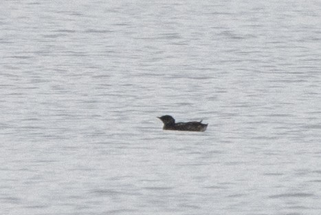 Marbled Murrelet - Kalpesh Krishna